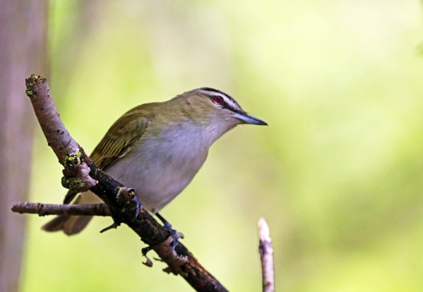 The Tireless Songster by Deb Oppermann